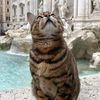 pin1cat