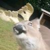 weirdgoosechild