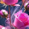 abdulrashid4838