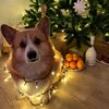 i_love_corgi_