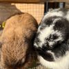 graceandteddy6