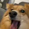 todiebyyourside00
