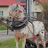 majalisowska14