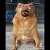 pichupi70