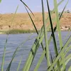 kurdishnay