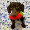 ollietheminidachshund