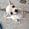 elnegromassabroso