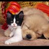 naughtypetsss