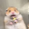 hayrakhoinguoidodii