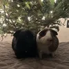 sparklillbell23