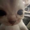 littlesstar_015