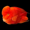 fish-o-fish deco boutique