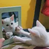 nekobul