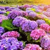 linh.2755