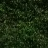 nauly_77