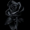 black.rose_1009