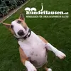 hundeflausen