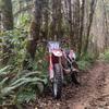 that.crf250r_dude