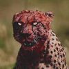 rana_alihamza1