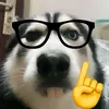 lik_310