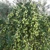 halimhalim2686