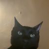 ilovecatstoomuchhuh
