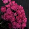 karakat_006