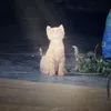 motmittingtang