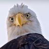 commonsensefreedom