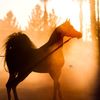 najlamh3078