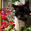 faraon_0303