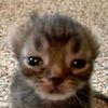 addie._.pickard