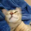 thchmie