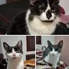 3gatosbicolor