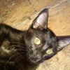 voodoocat13