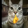 theo_051