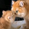 makeitviralbnb