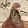 rudibaggio2