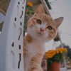 mukhlis4479