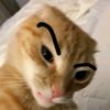 dip_ta44