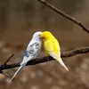 cocphuung