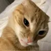 skittles_tti