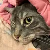happy_animals_ever