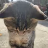 motchuttnhoem