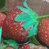 strawberrychild023