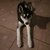 myhuskysiber