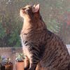 morningstarcat