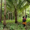 butontradisional