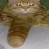 eventual_cocca