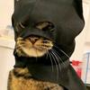 ___batcat___